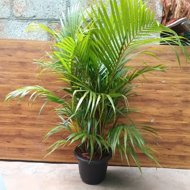 areca palm